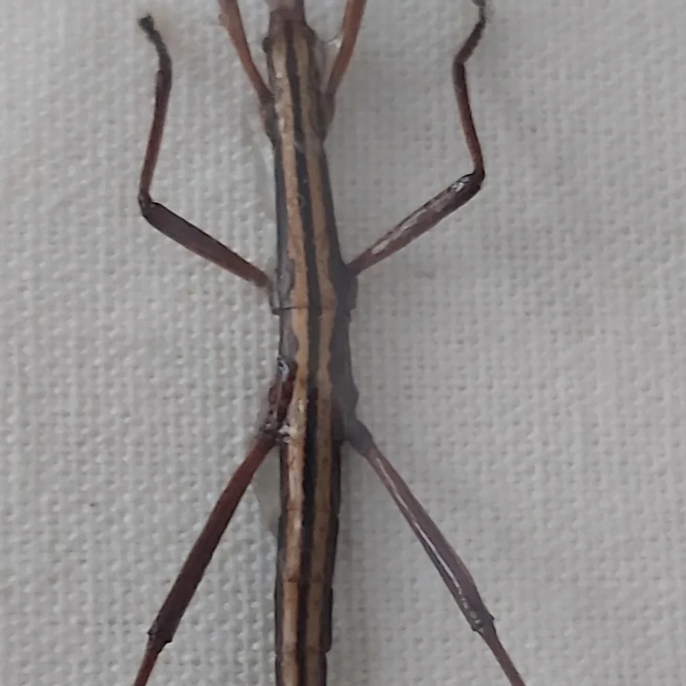 Framed Stick Insect Display - Picture 3 of 3